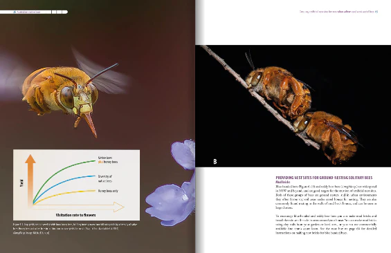 Australian Native Bees AgGuide - Image 3