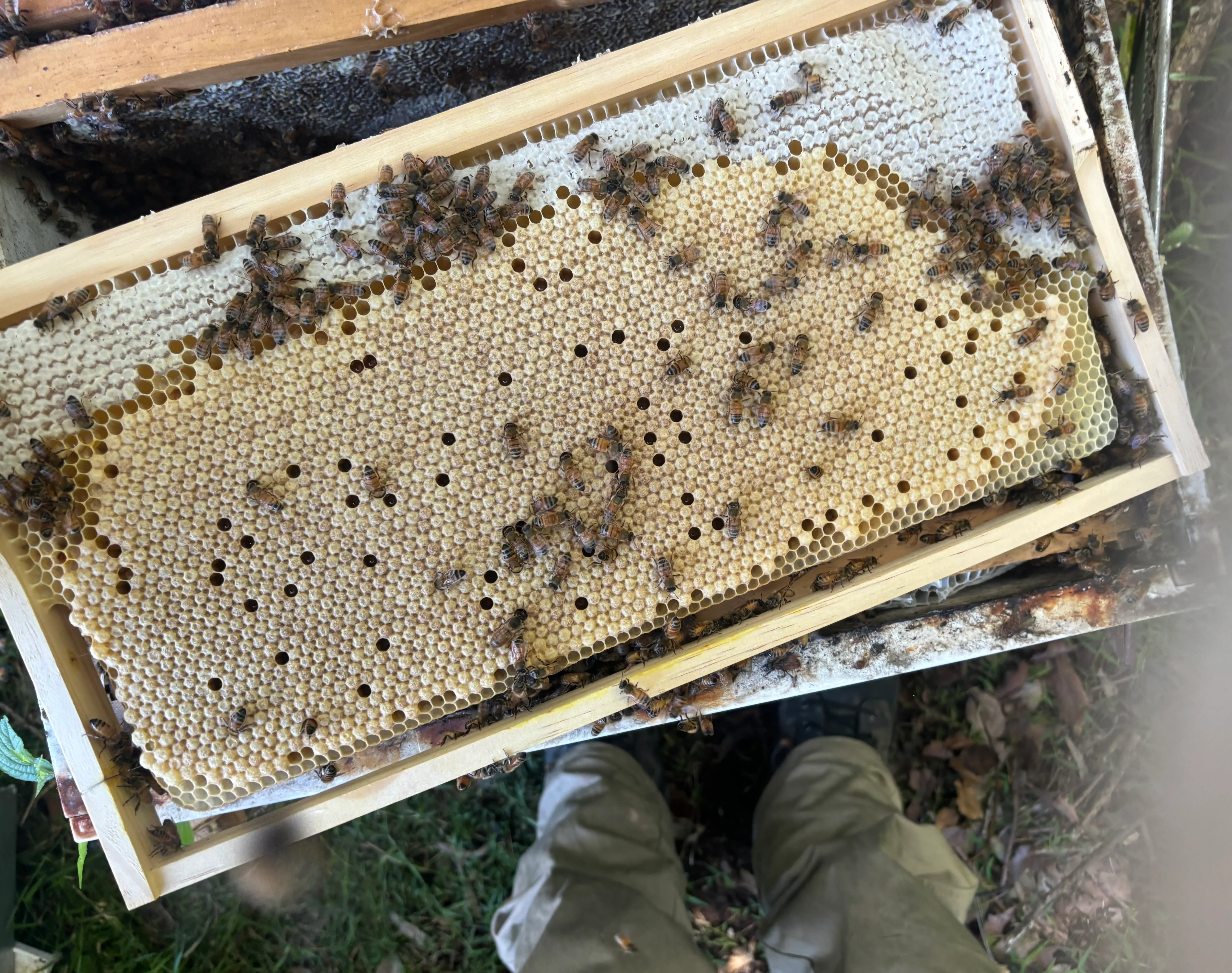 Nuplas Double Hive Pack with Bees - Image 4